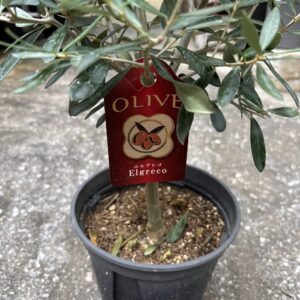 オリーブ・エルグレコ 5号 | Plants Shop Big Smile 通販
