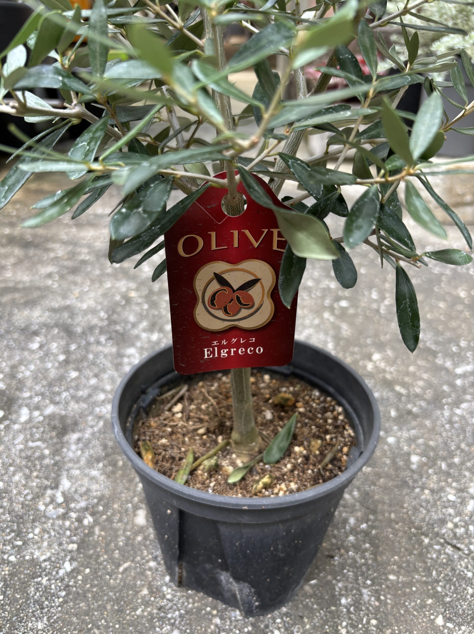 オリーブ・エルグレコ 5号 - 画像 (2)