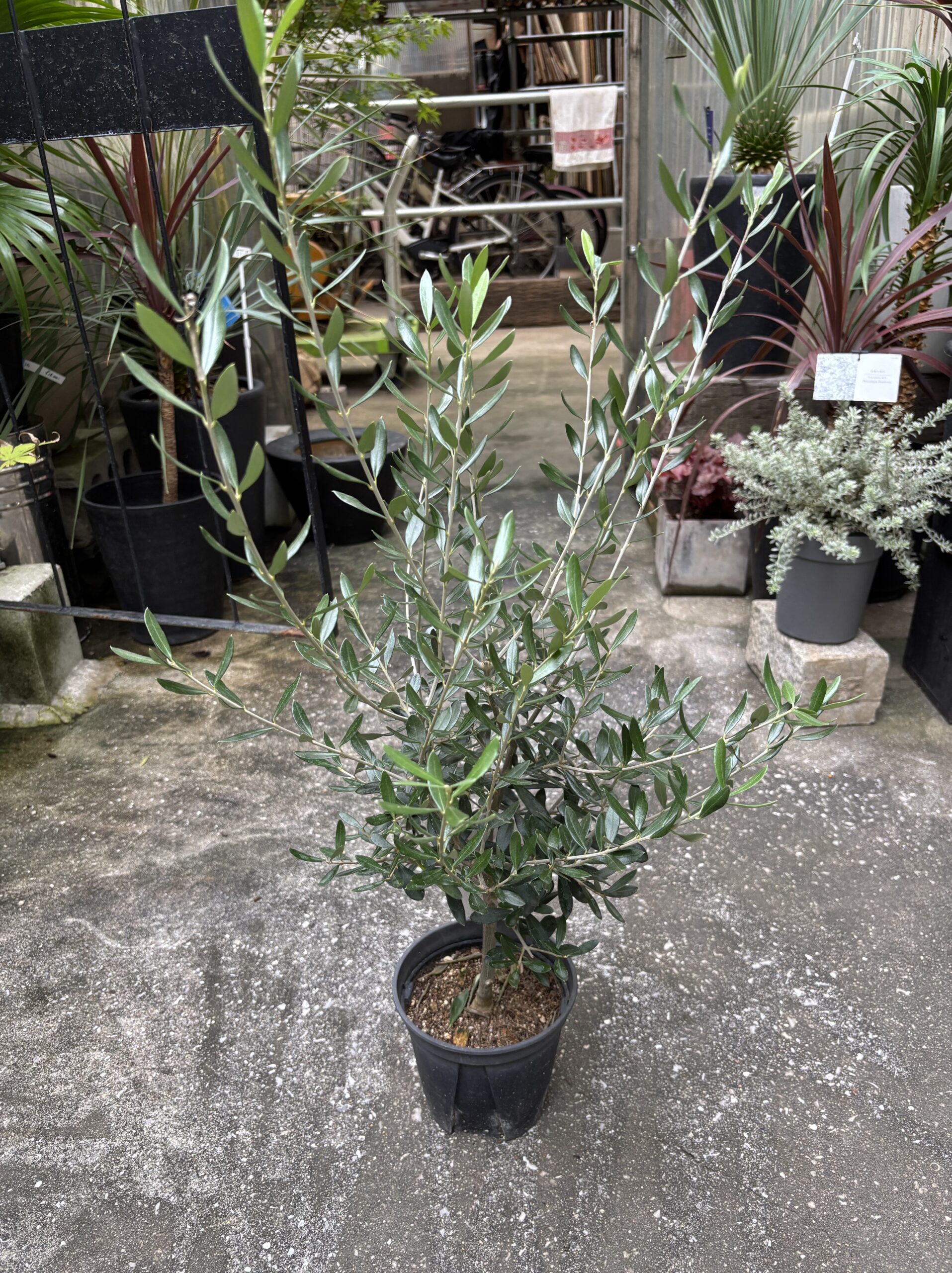 オリーブ・エルグレコ 5号 - 画像 (4)