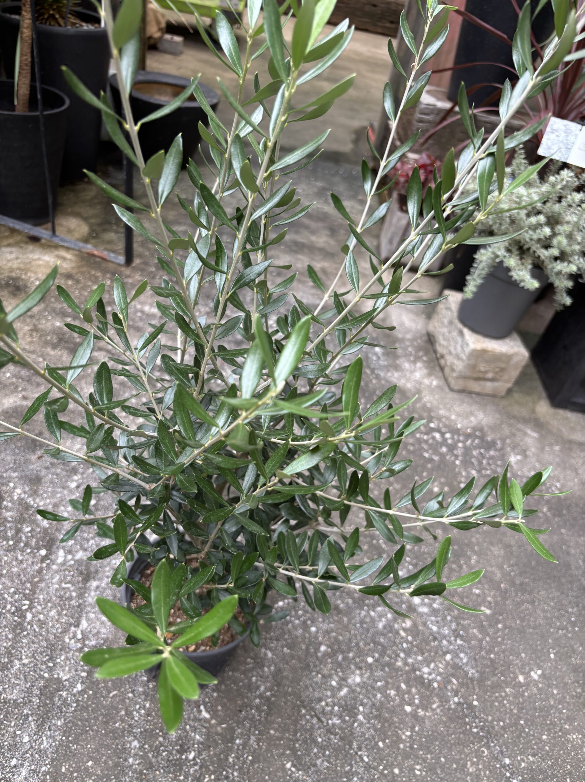 オリーブ・エルグレコ 5号 - 画像 (3)