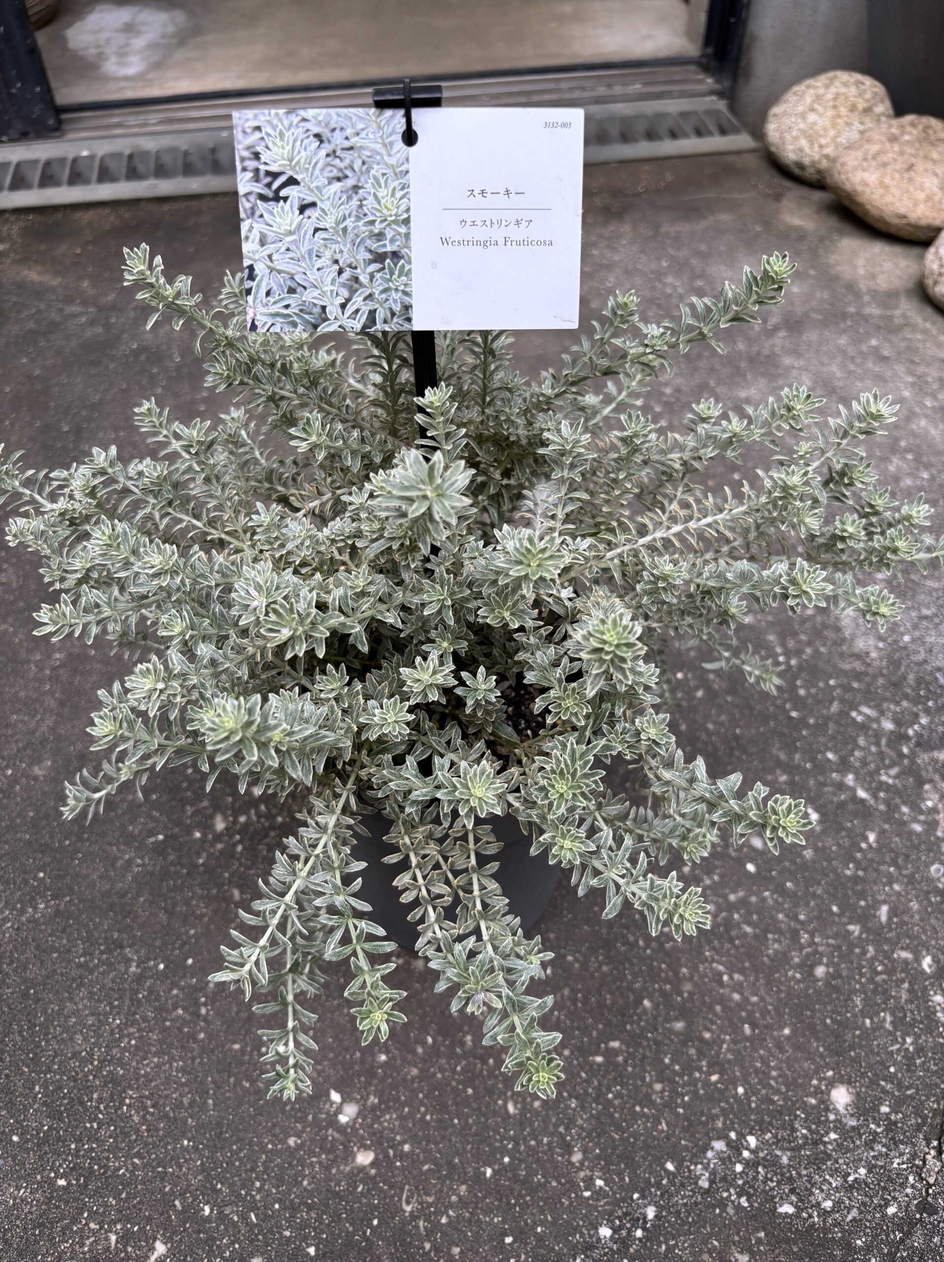 ウエストリンギア・スモーキーホワイト 5号 - 画像 (3)