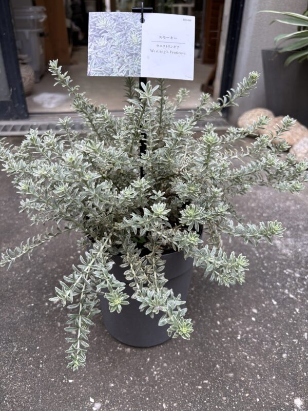 ウエストリンギア・スモーキーホワイト 5号 | Plants Shop Big Smile 通販