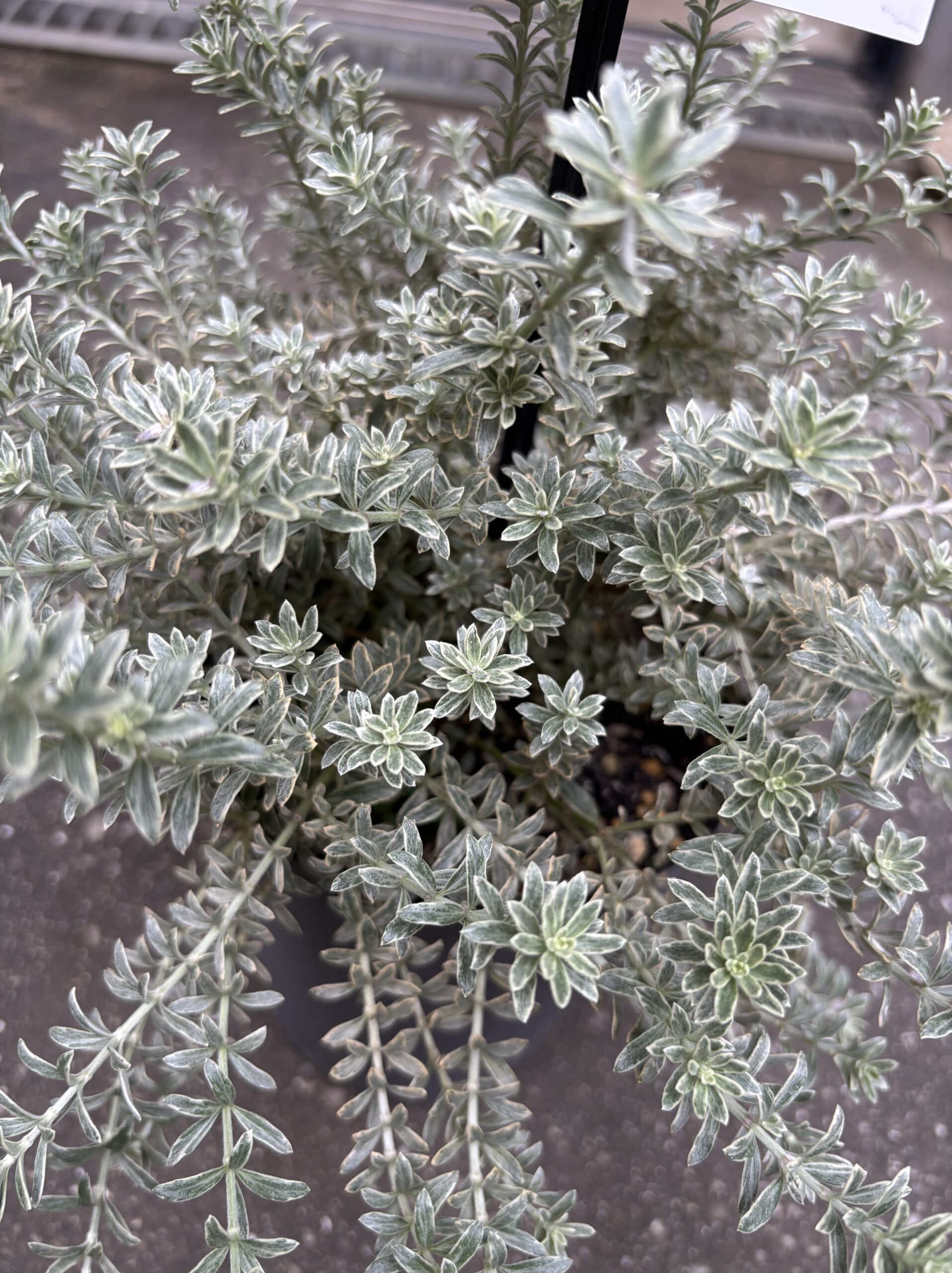 ウエストリンギア・スモーキーホワイト 5号 - 画像 (5)