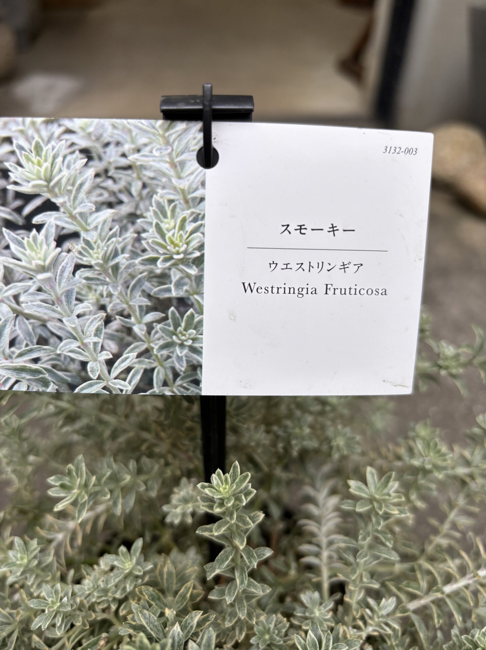 ウエストリンギア・スモーキーホワイト 5号 - 画像 (2)