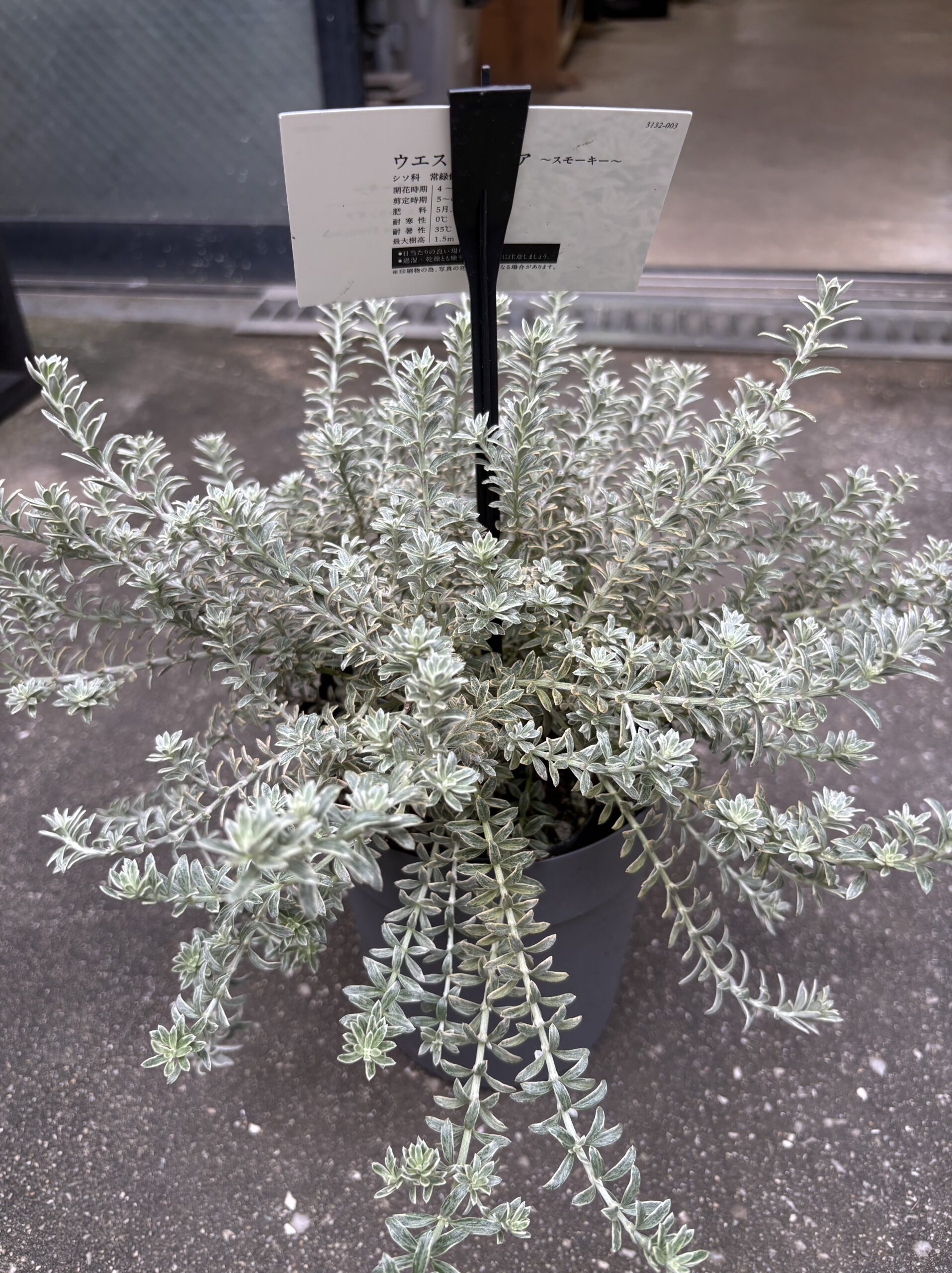 ウエストリンギア・スモーキーホワイト 5号