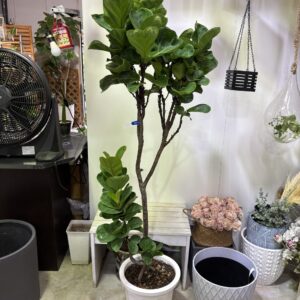 フィカス・バンビーノ 曲がり 6号/10号 | Plants Shop Big Smile 通販