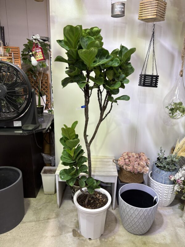 フィカス・バンビーノ 曲がり | Plants Shop Big Smile 通販