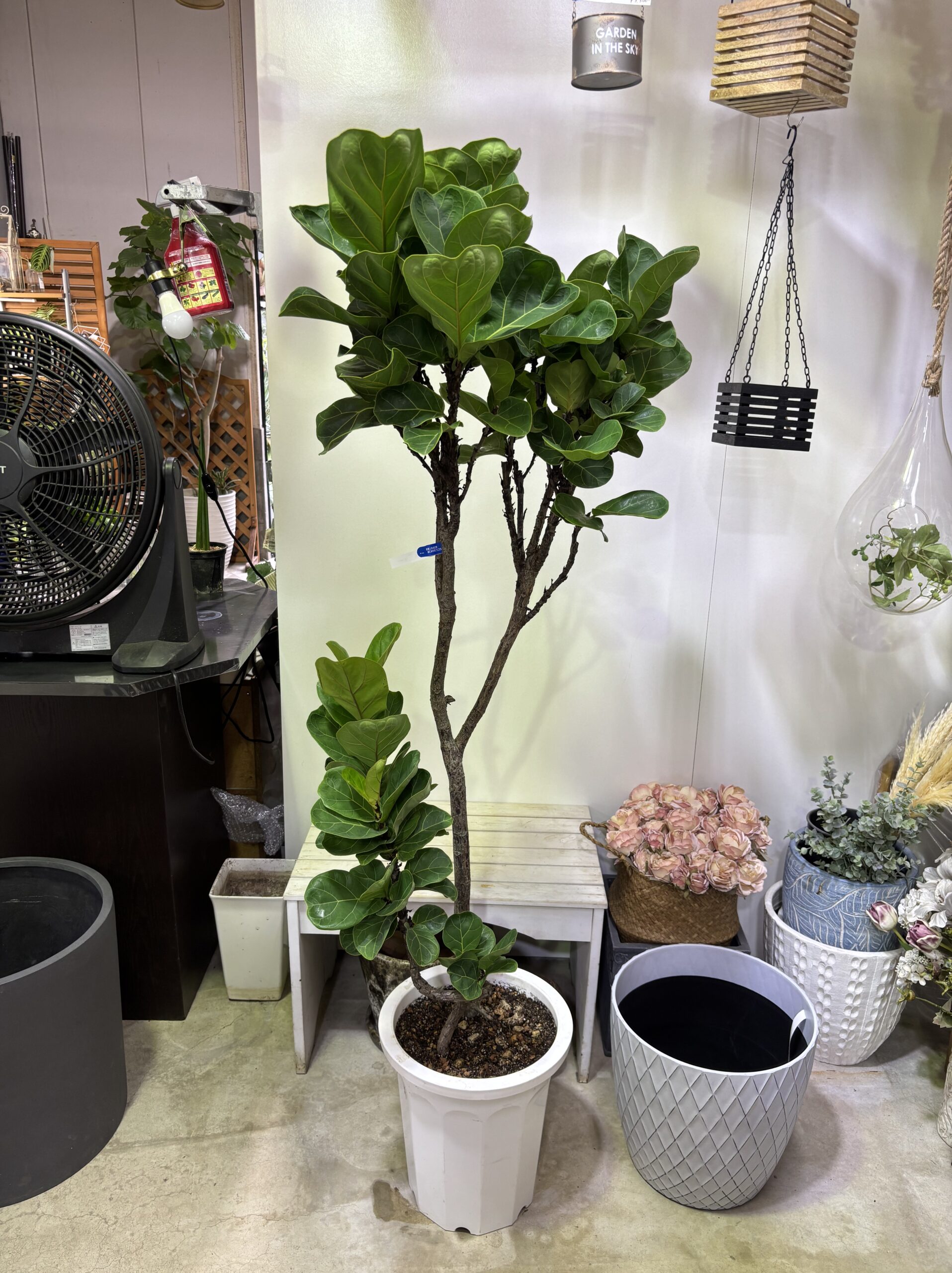 フィカス・バンビーノ 曲がり - 画像 (7)