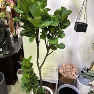 フィカス・バンビーノ 曲がり 6号/10号 | Plants Shop Big Smile 通販