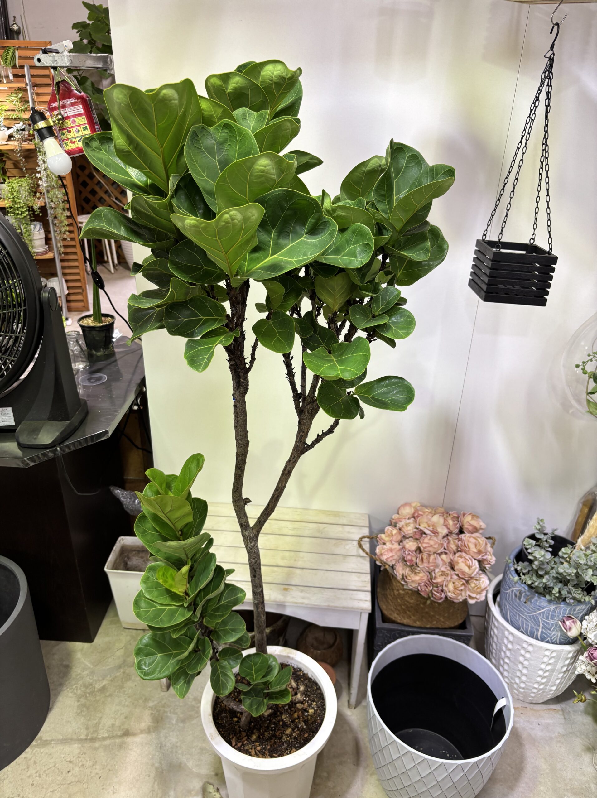 フィカス・バンビーノ 曲がり - 画像 (8)