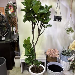 フィカス・バンビーノ 曲がり 6号/10号 | Plants Shop Big Smile 通販