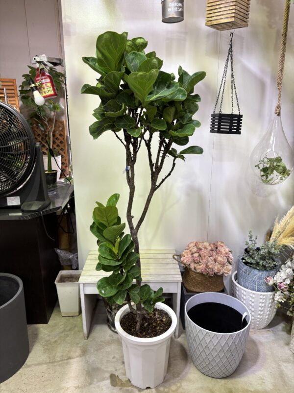 フィカス・バンビーノ 曲がり | Plants Shop Big Smile 通販