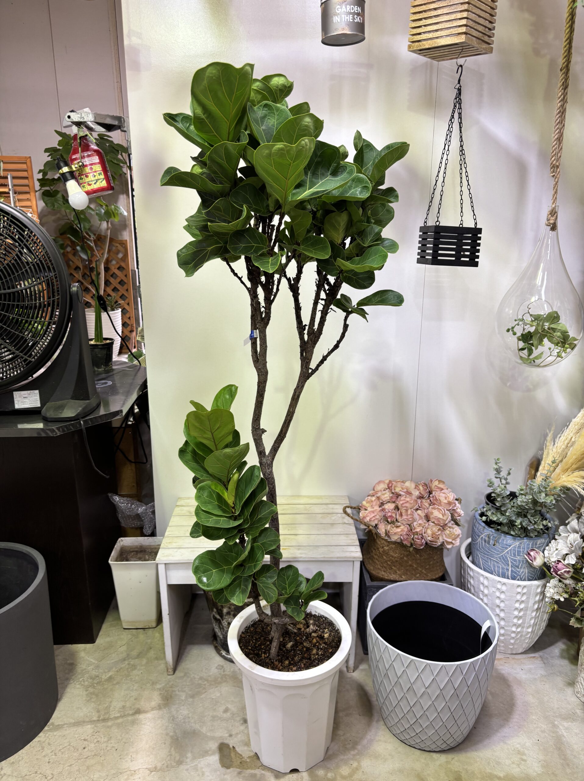 フィカス・バンビーノ 曲がり - 画像 (9)