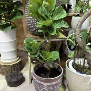 フィカス・バンビーノ 曲がり 6号/10号 | Plants Shop Big Smile 通販