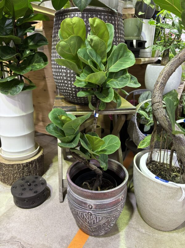 フィカス・バンビーノ 曲がり | Plants Shop Big Smile 通販