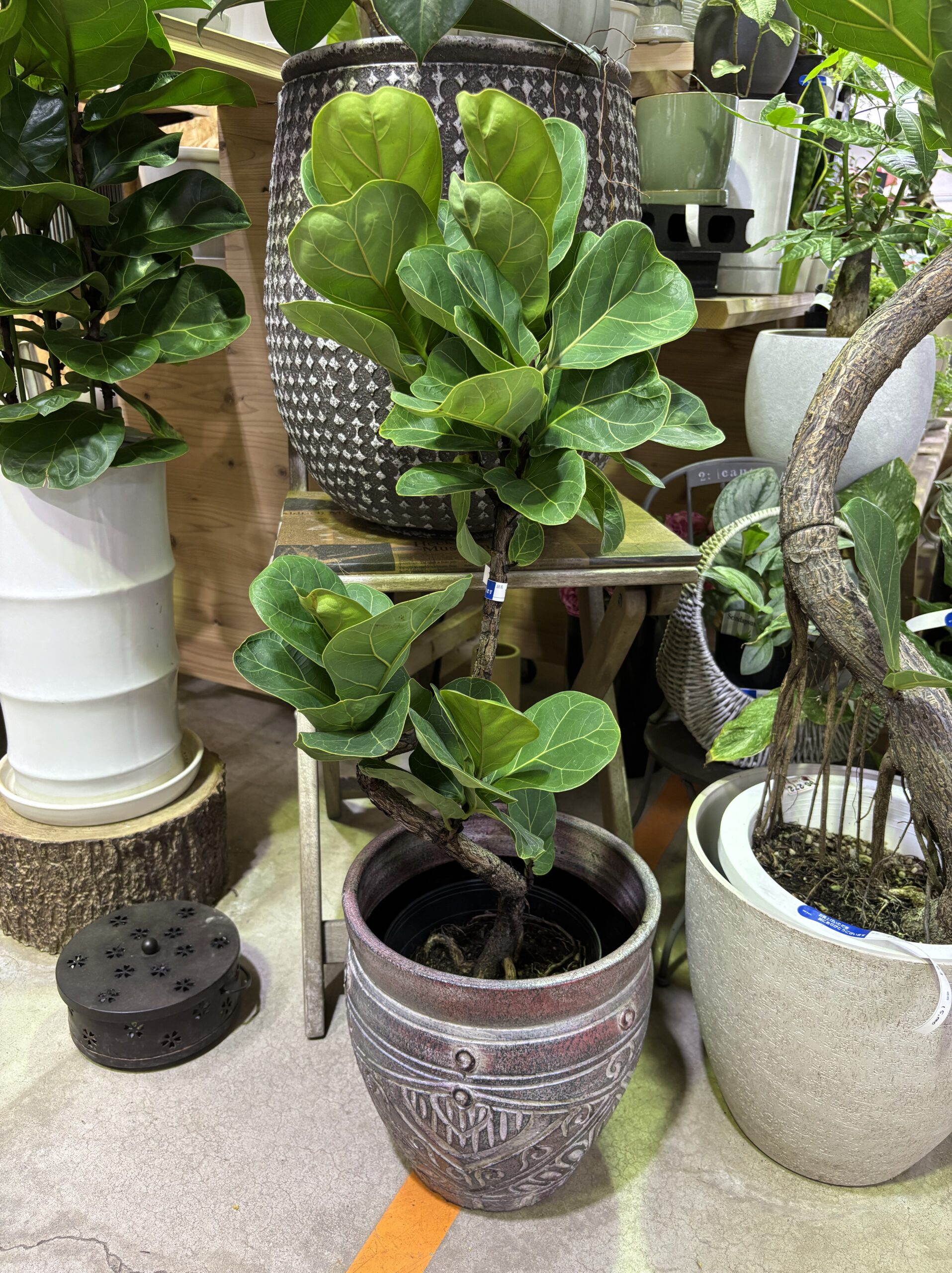 フィカス・バンビーノ 曲がり