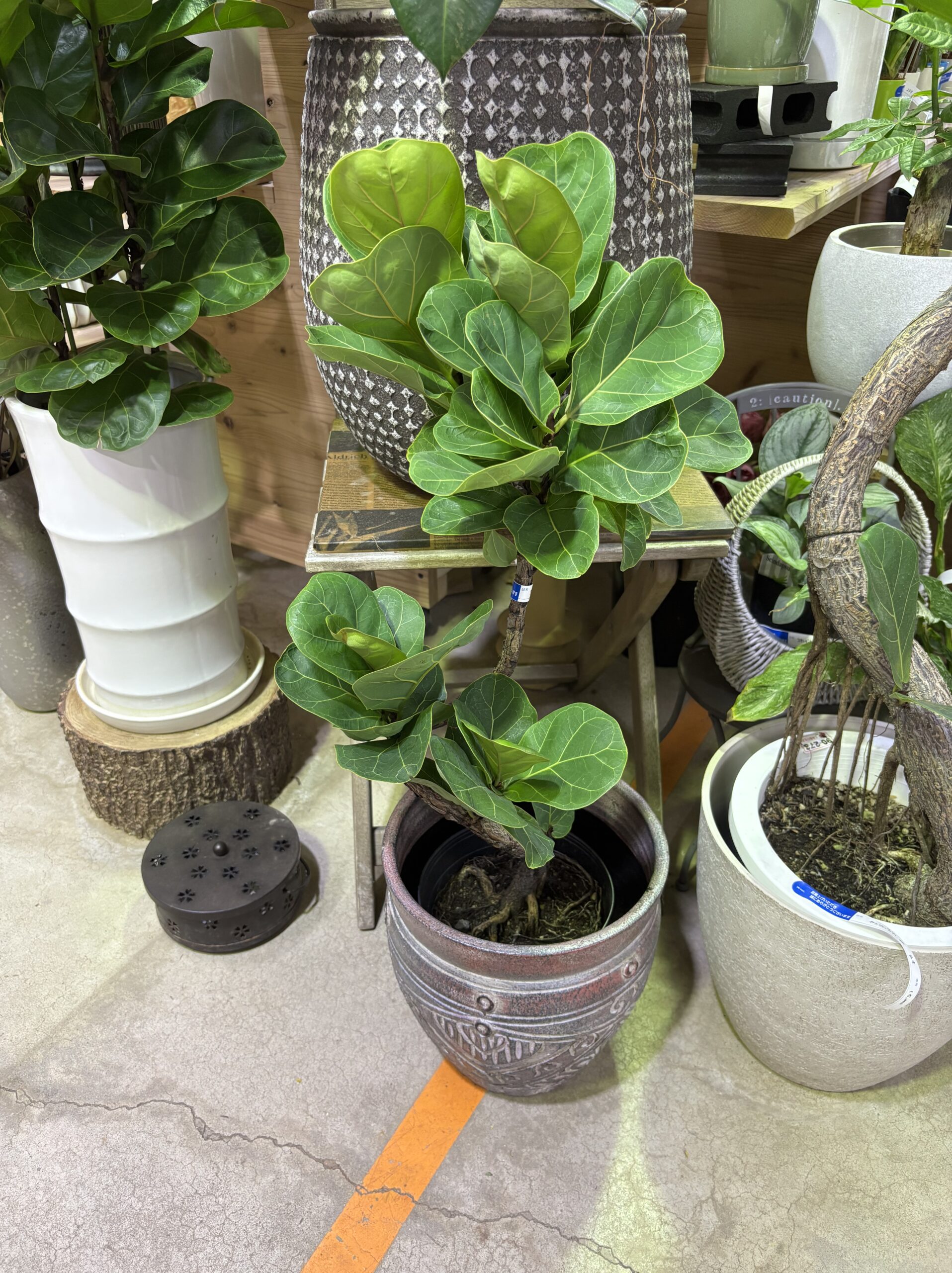 フィカス・バンビーノ 曲がり - 画像 (2)