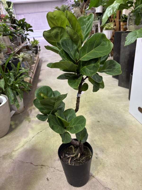 ☆ フィカス バンビーノ♪ 93cm 曲がりフォルム♪ フィカス・バンビーノ 曲がり | Plants Shop Big Smile 通販
