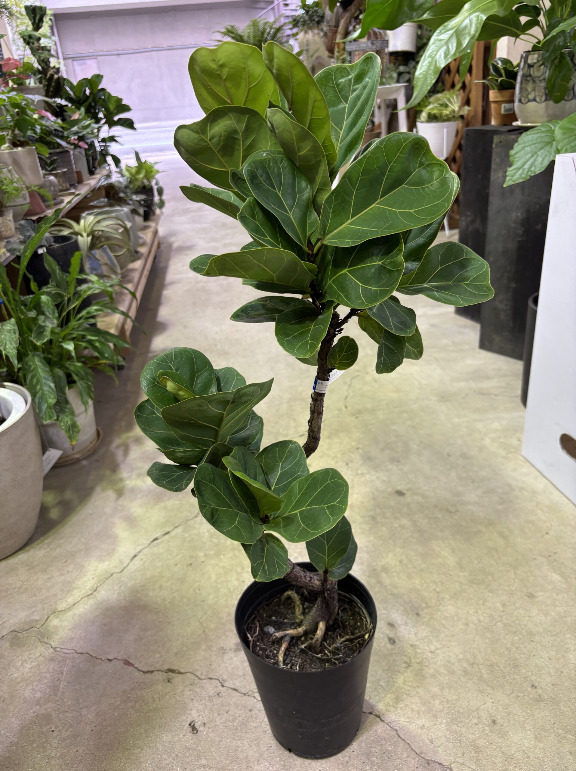 フィカス・バンビーノ 曲がり - 画像 (3)