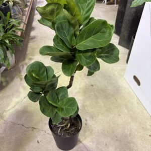 フィカス・バンビーノ 曲がり 6号/10号 | Plants Shop Big Smile 通販