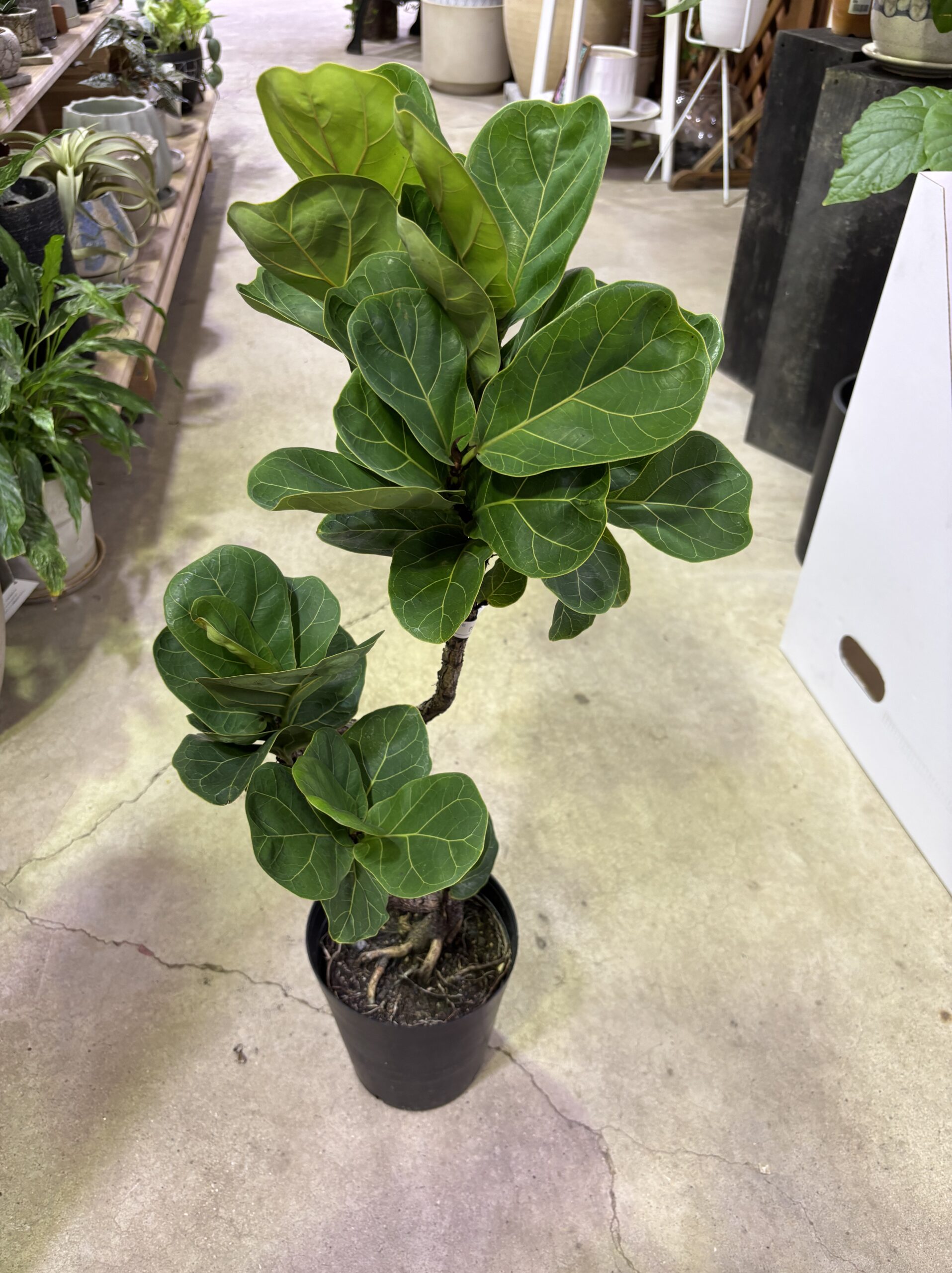 フィカス・バンビーノ 曲がり - 画像 (4)