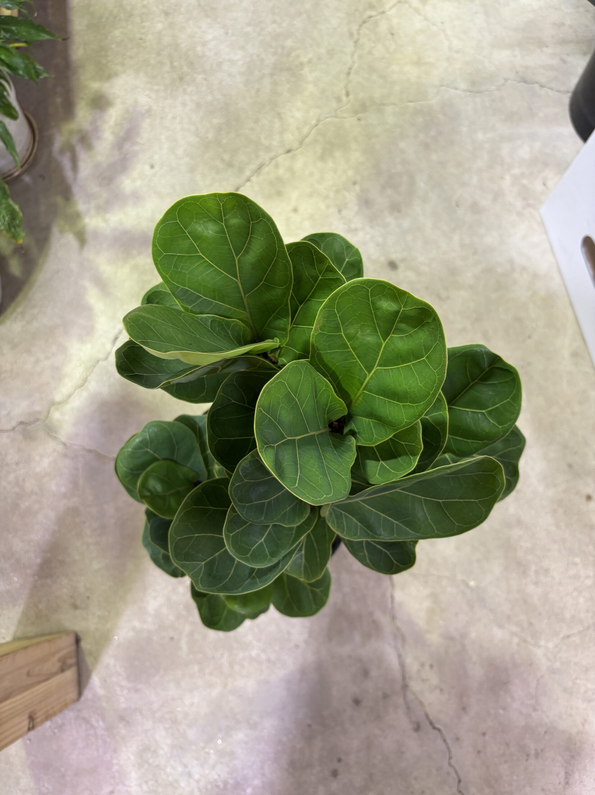 フィカス・バンビーノ 曲がり - 画像 (5)