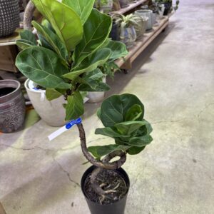 フィカス・バンビーノ 曲がり 6号/10号 | Plants Shop Big Smile 通販