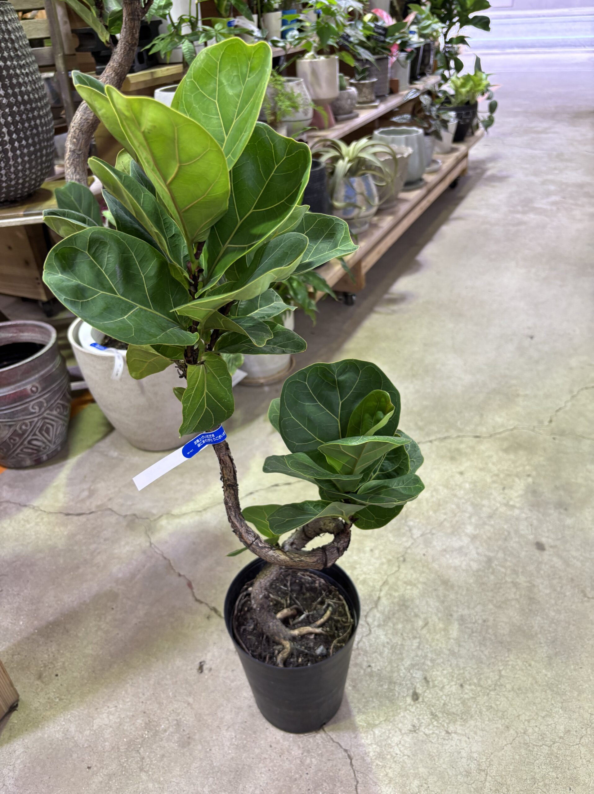 フィカス・バンビーノ 曲がり - 画像 (6)