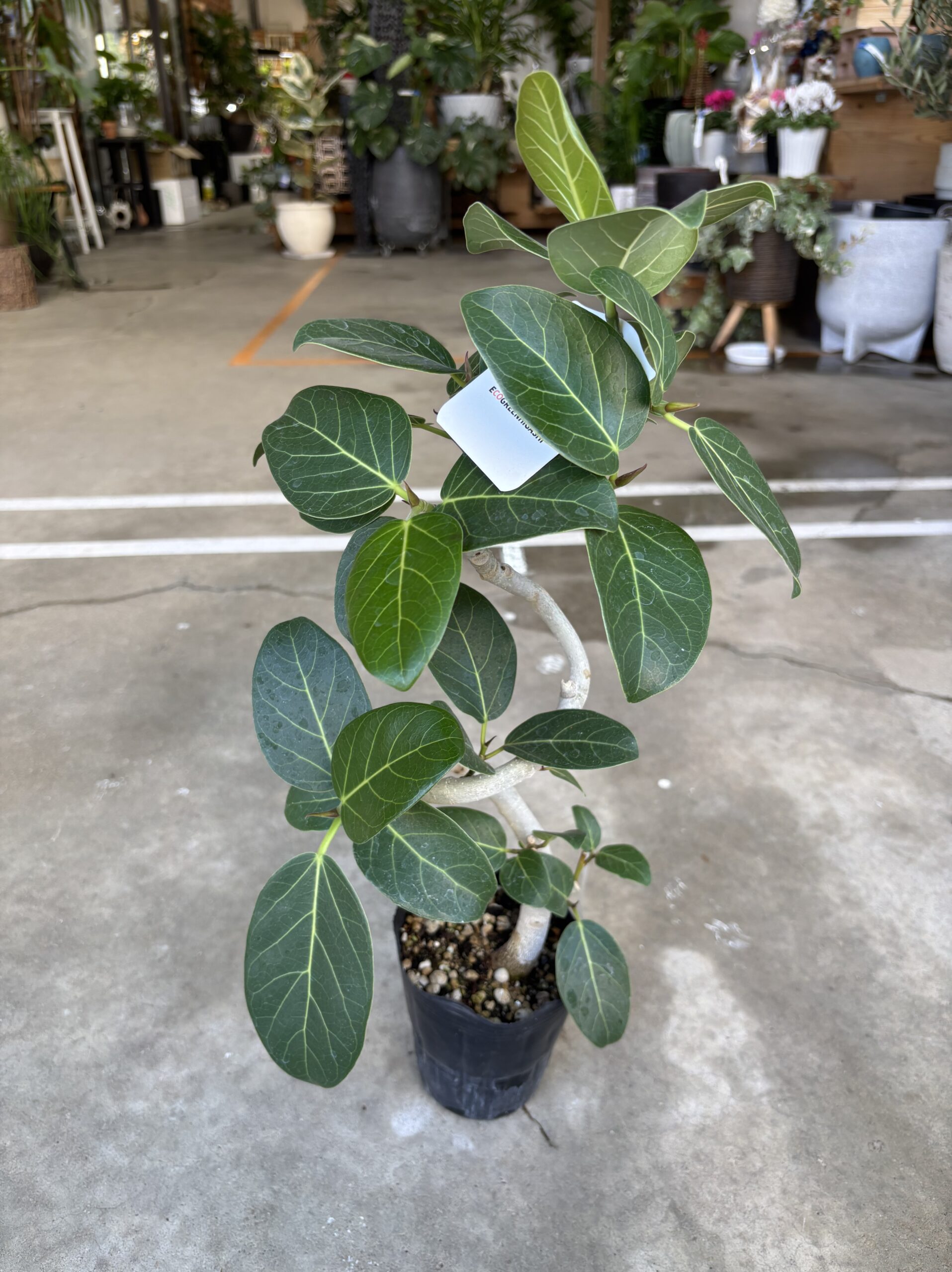 フィカス・ベンガレンシス 曲がり