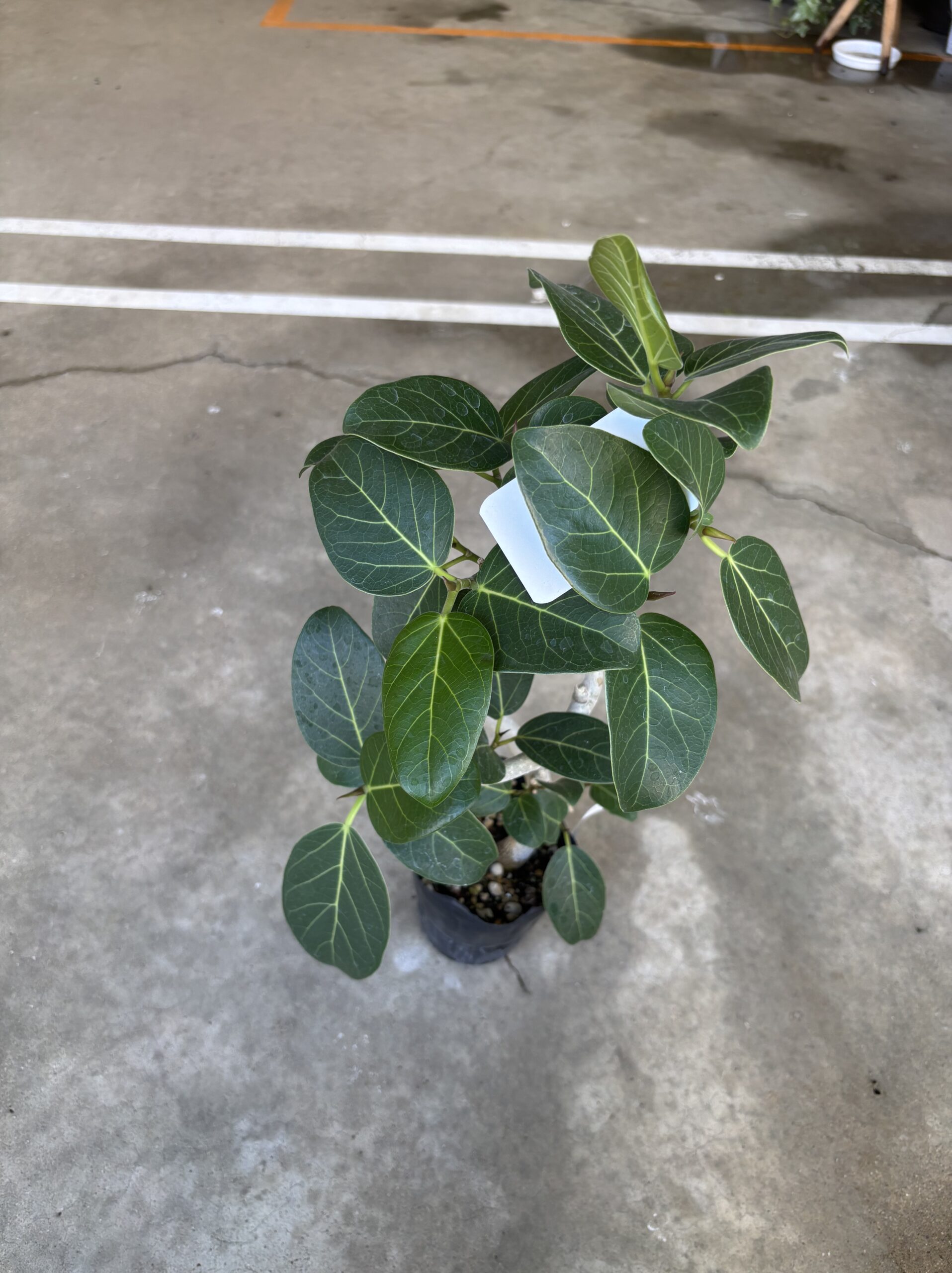 フィカス・ベンガレンシス 曲がり - 画像 (10)