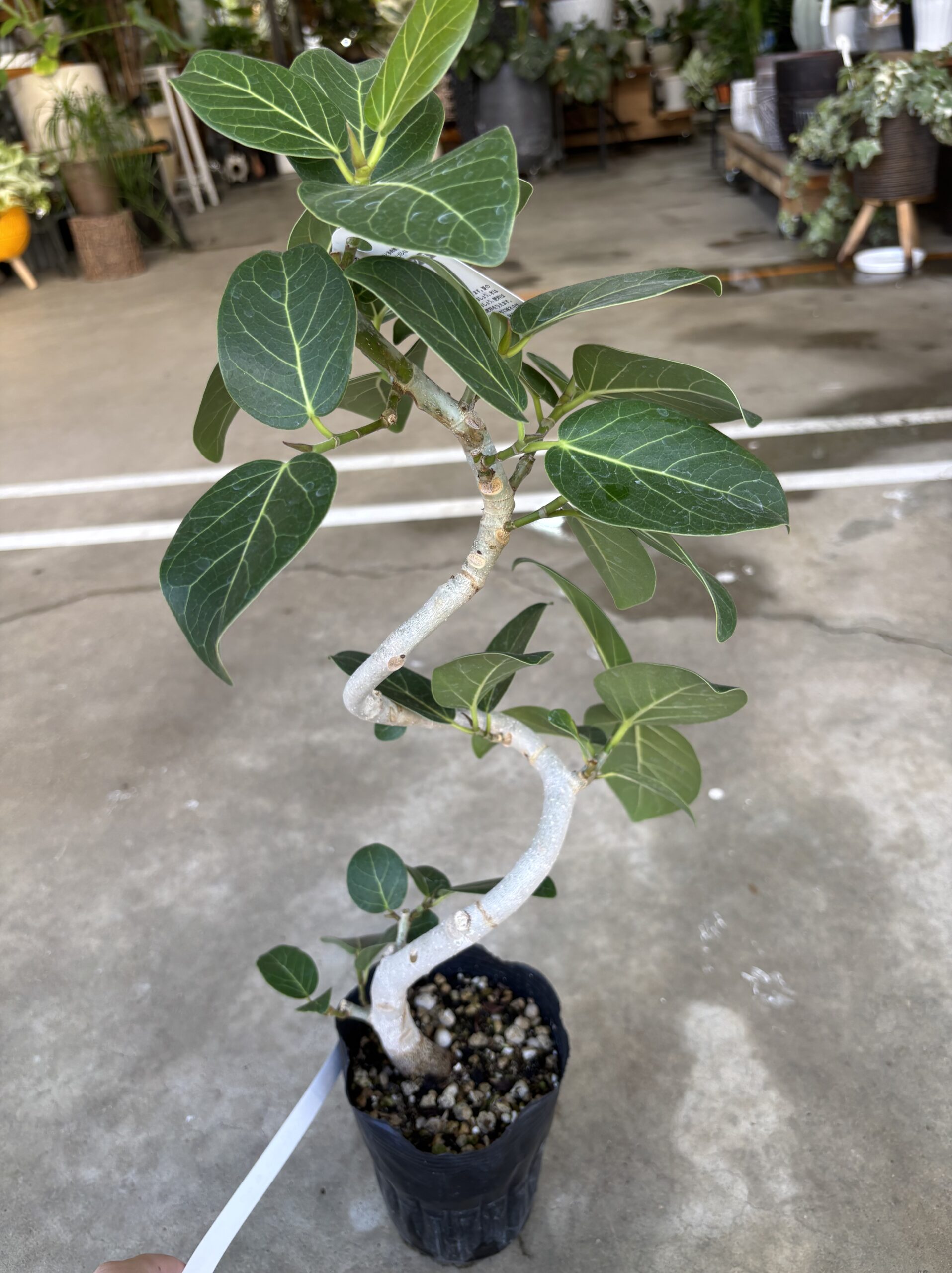 フィカス・ベンガレンシス 曲がり - 画像 (11)