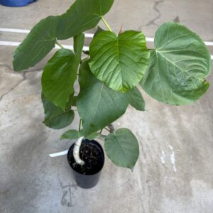 フィカス・ウンベラータ 曲がり | Plants Shop Big Smile 通販