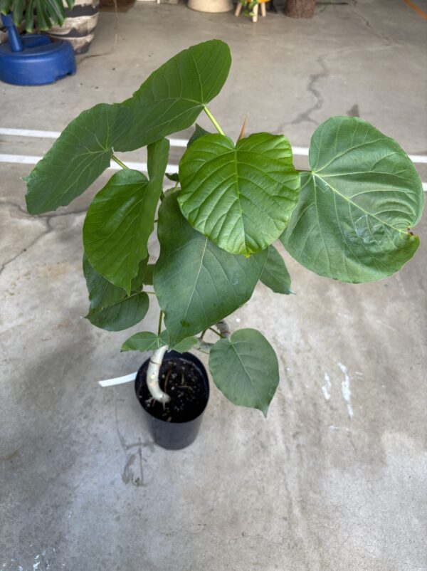 フィカス・ウンベラータ 曲がり | Plants Shop Big Smile 通販