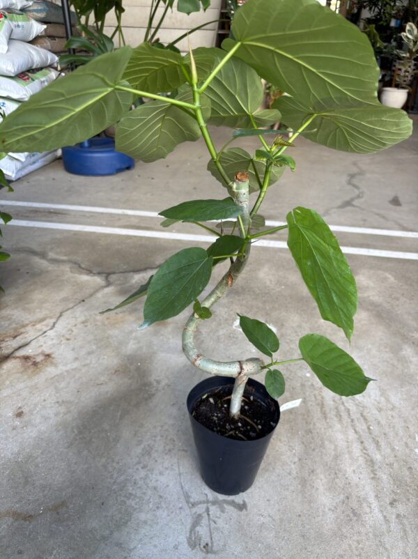 フィカス・ウンベラータ 曲がり | Plants Shop Big Smile 通販