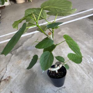 フィカス・ウンベラータ 曲がり | Plants Shop Big Smile 通販