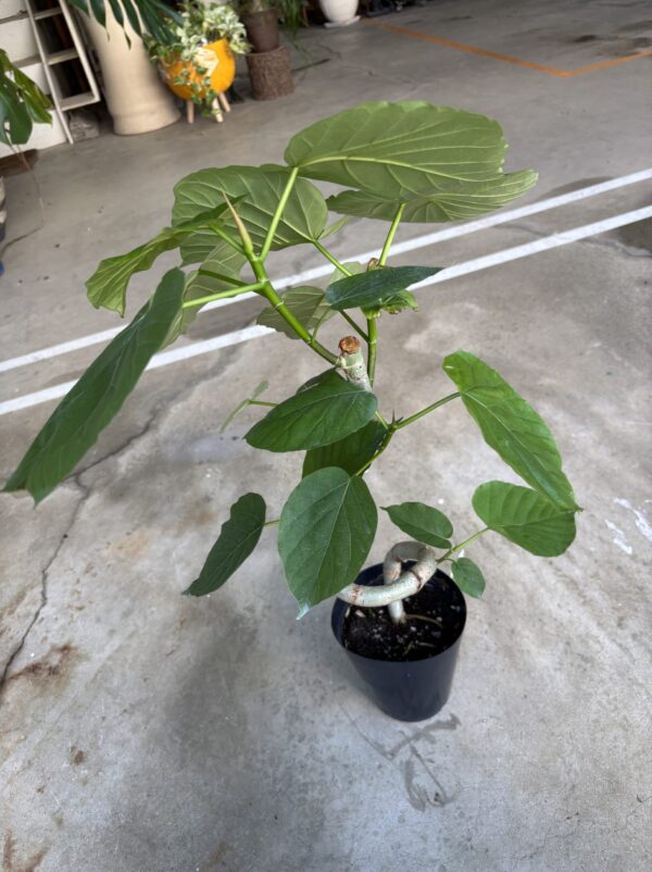 フィカス・ウンベラータ 曲がり | Plants Shop Big Smile 通販