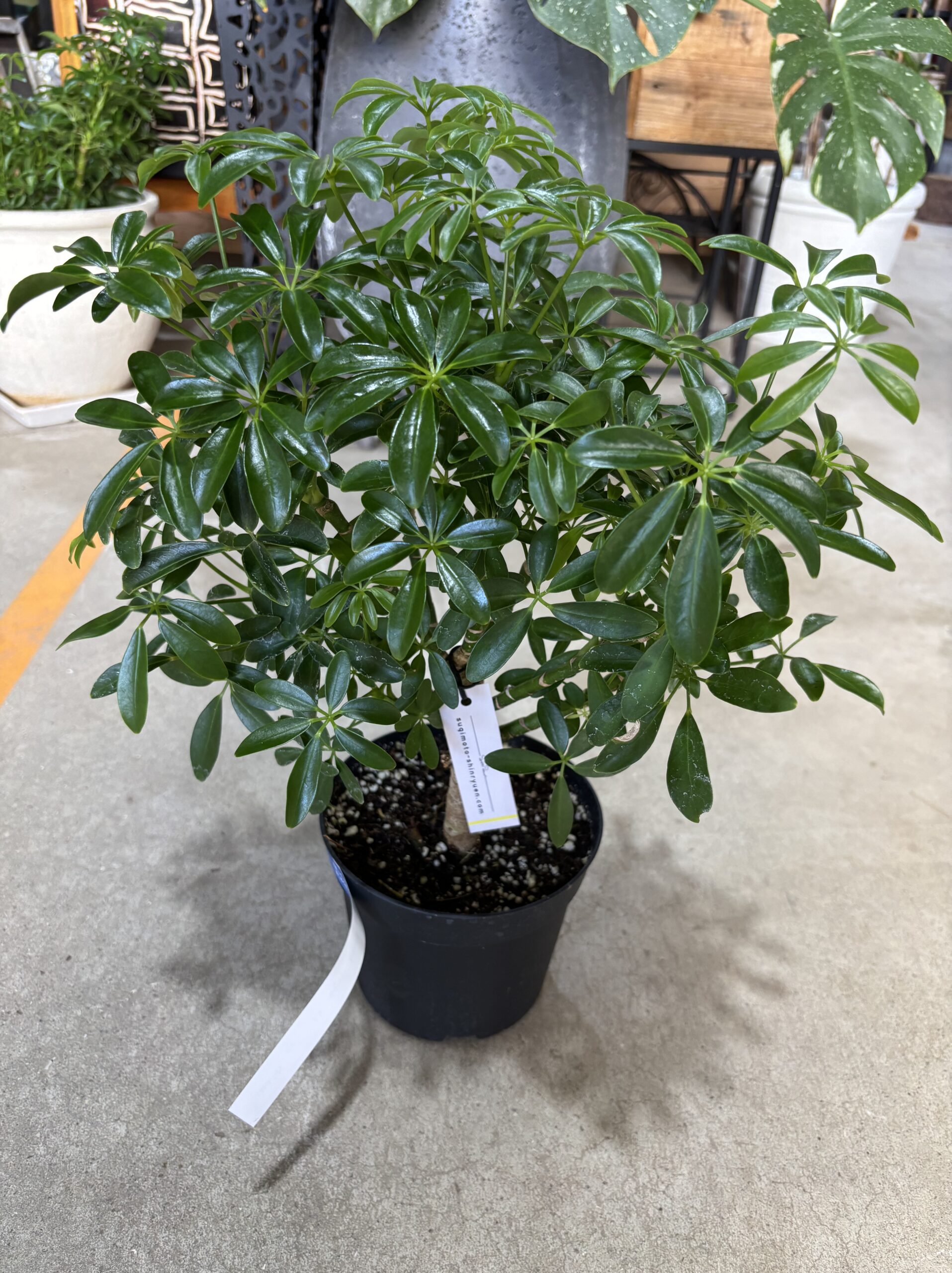 シェフレラ・コンパクタ 5号