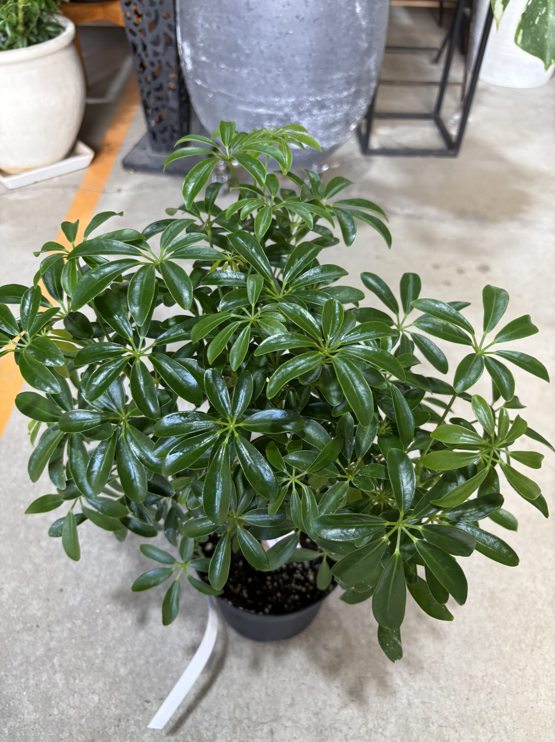 シェフレラ・コンパクタ　5号 - 画像 (2)