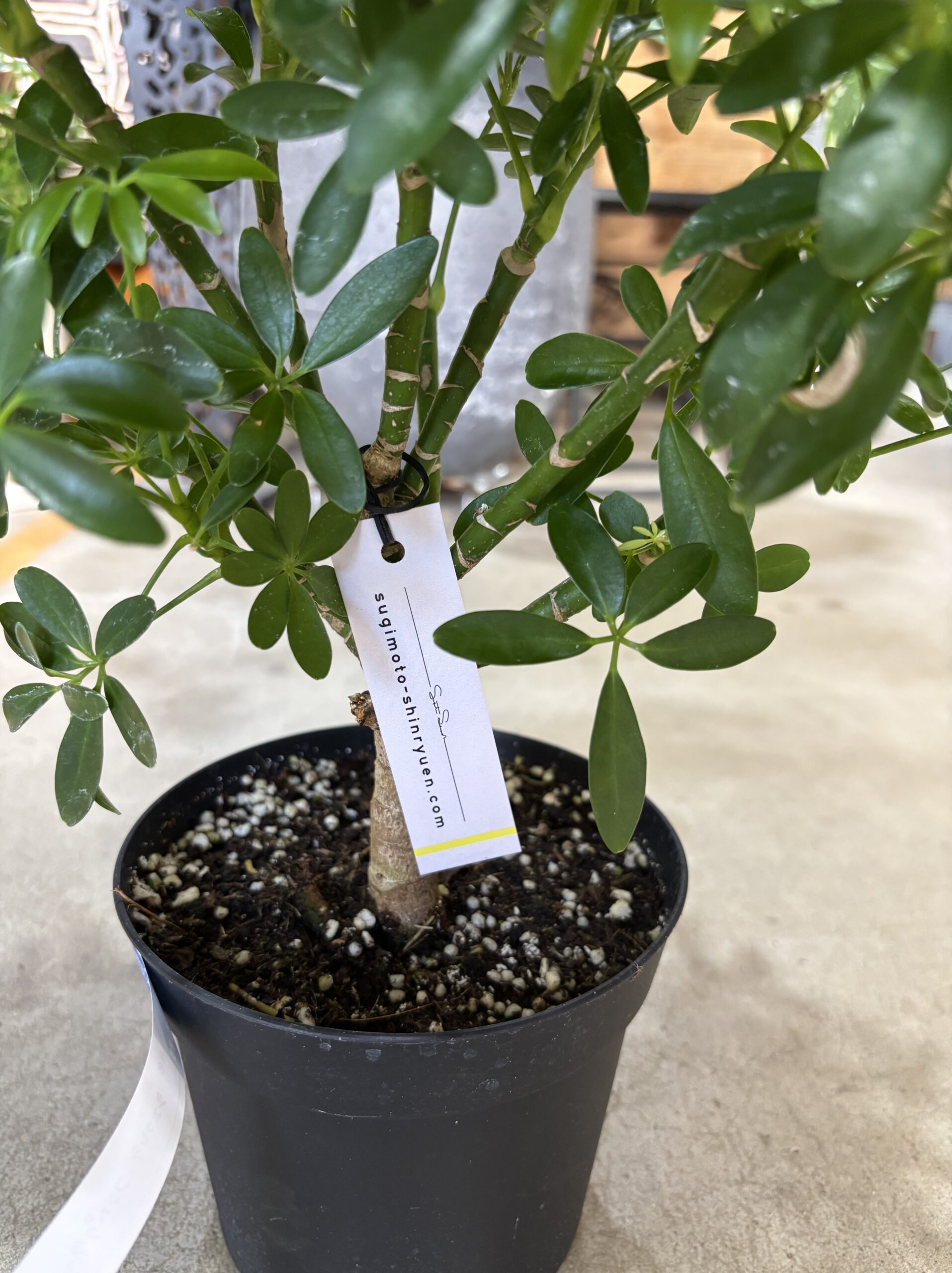 シェフレラ・コンパクタ　5号 - 画像 (3)