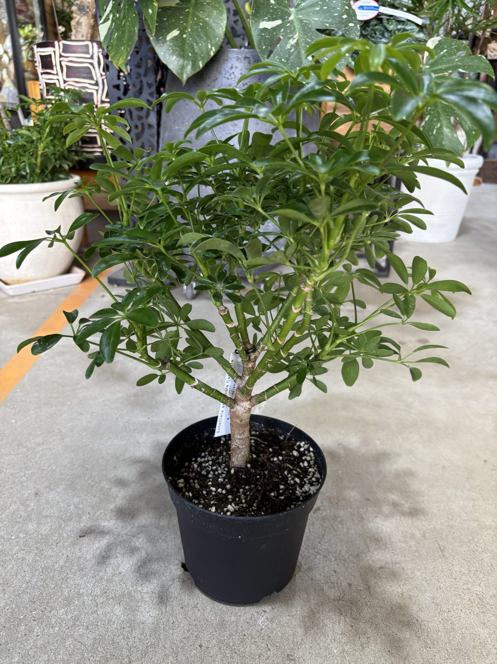 シェフレラ・コンパクタ　5号 - 画像 (4)