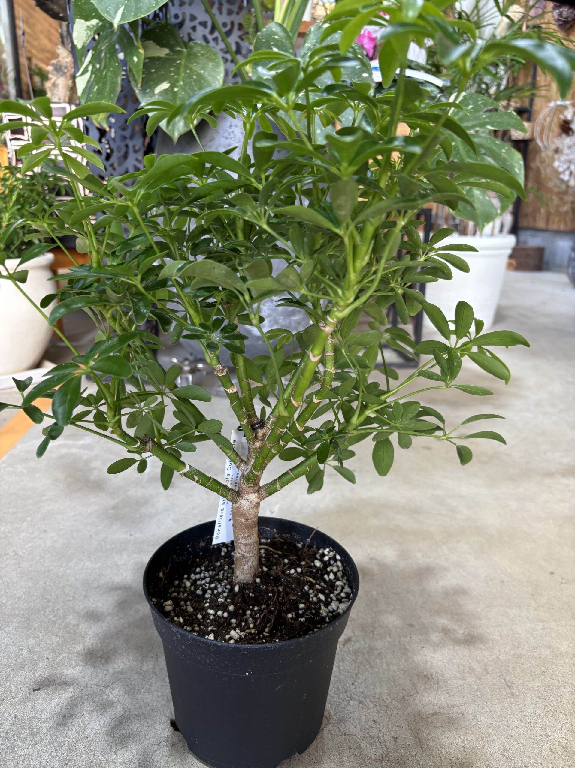 シェフレラ・コンパクタ　5号 - 画像 (5)