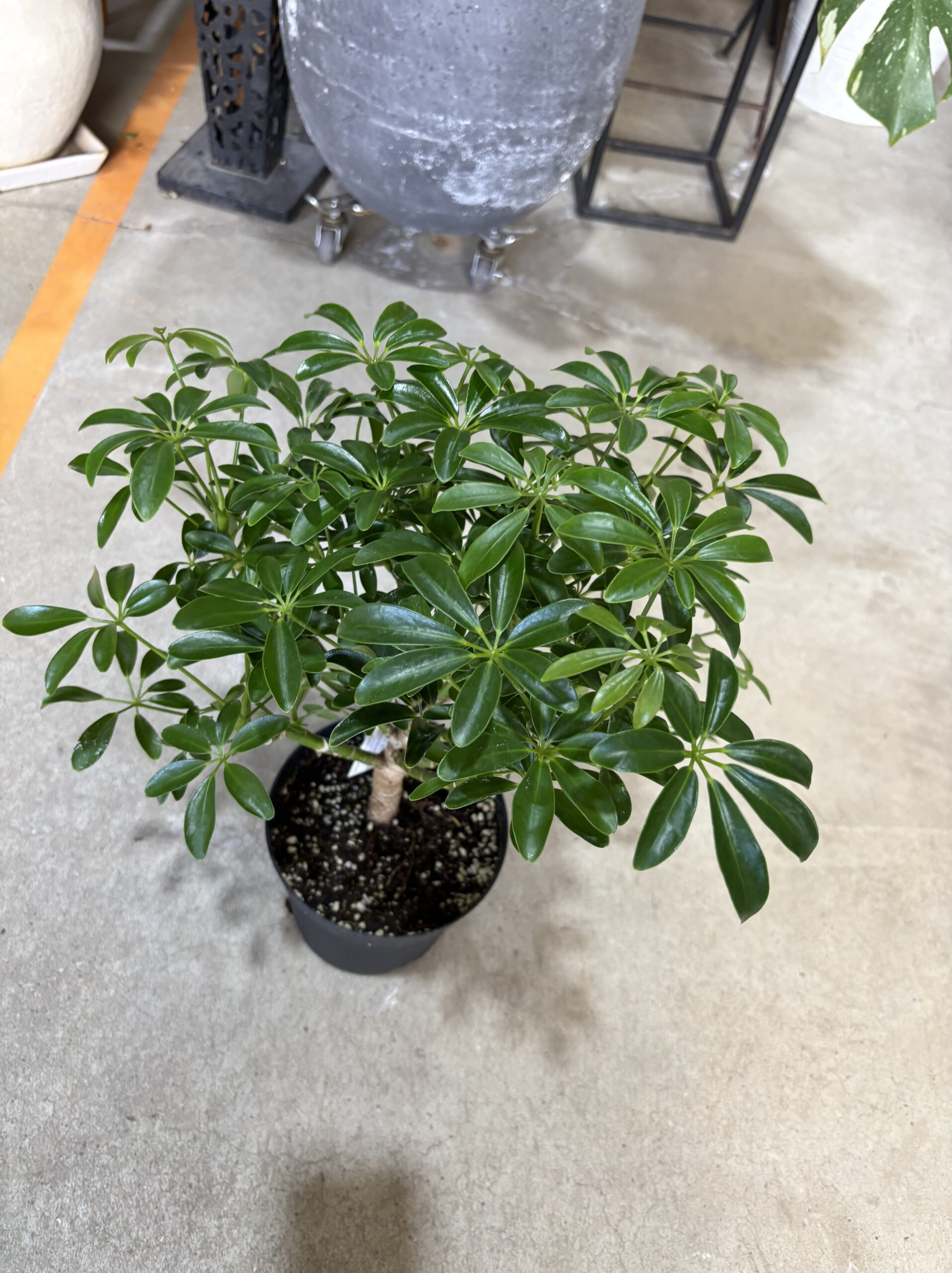 シェフレラ・コンパクタ　5号 - 画像 (6)