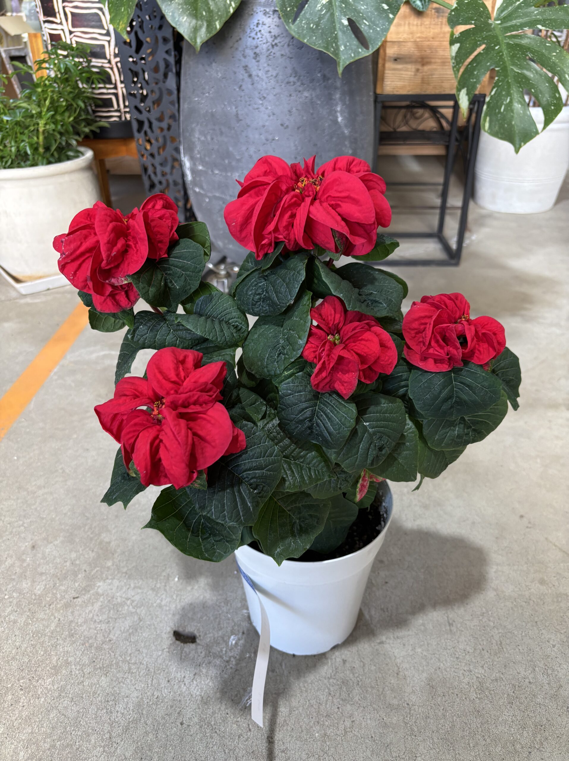 ポインセチア・ウィンターローズ 5号