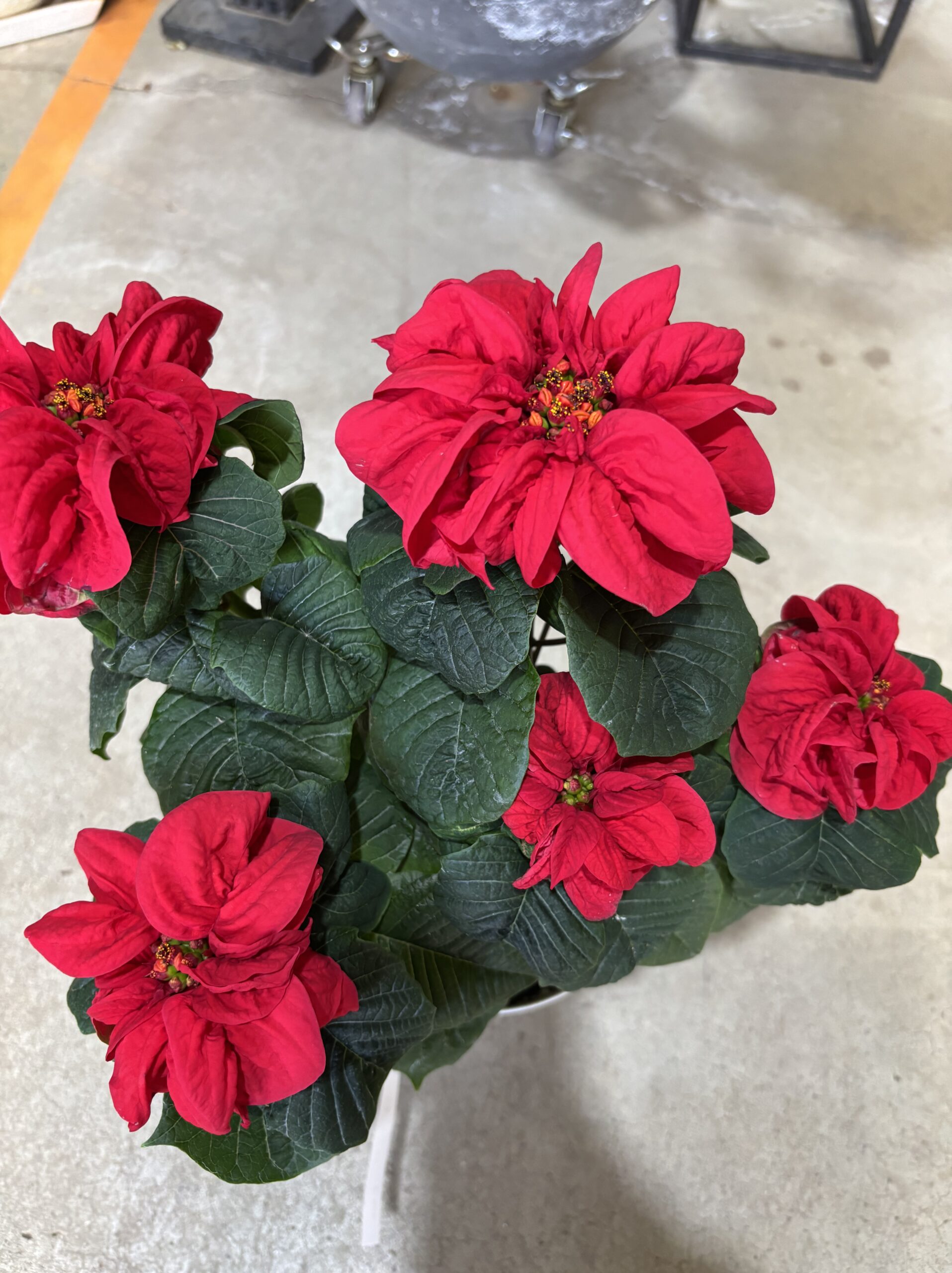 ポインセチア・ウィンターローズ　5号 - 画像 (2)