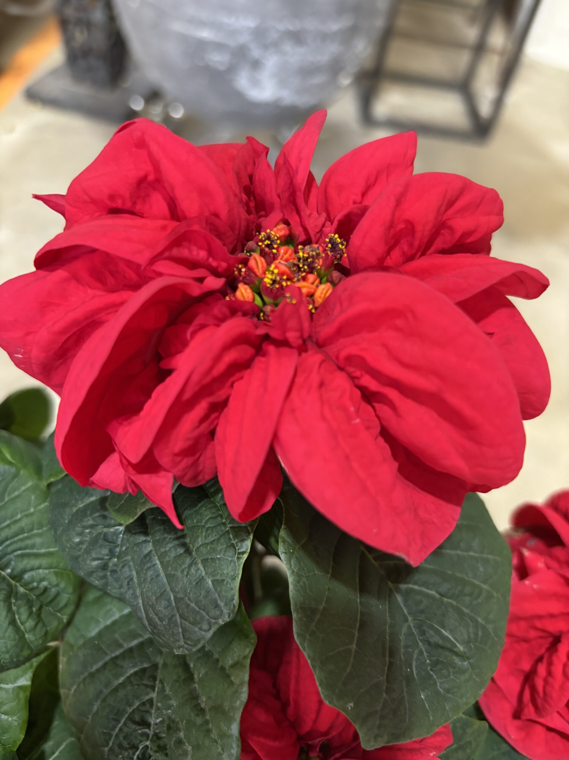 ポインセチア・ウィンターローズ　5号 - 画像 (3)