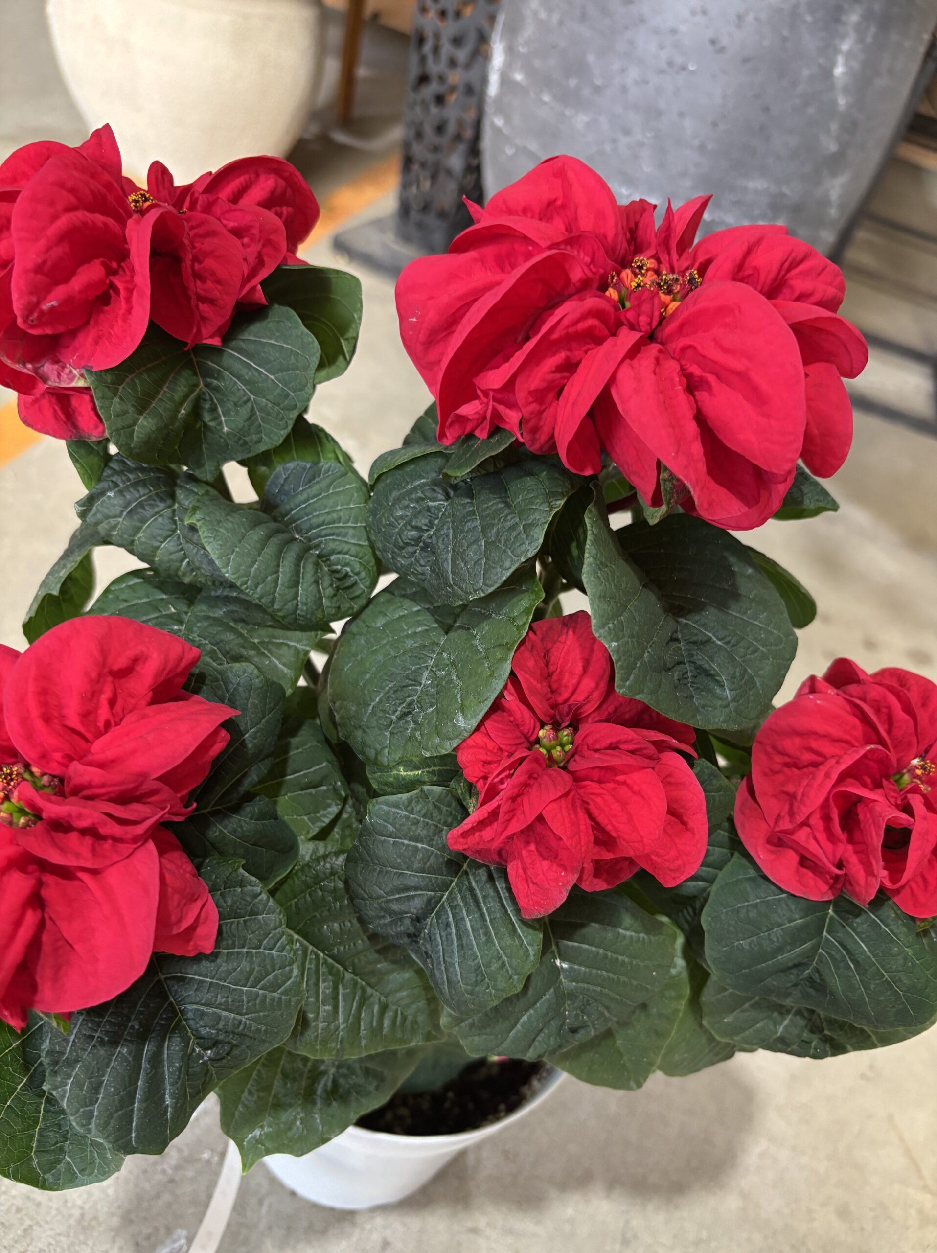 ポインセチア・ウィンターローズ　5号 - 画像 (4)