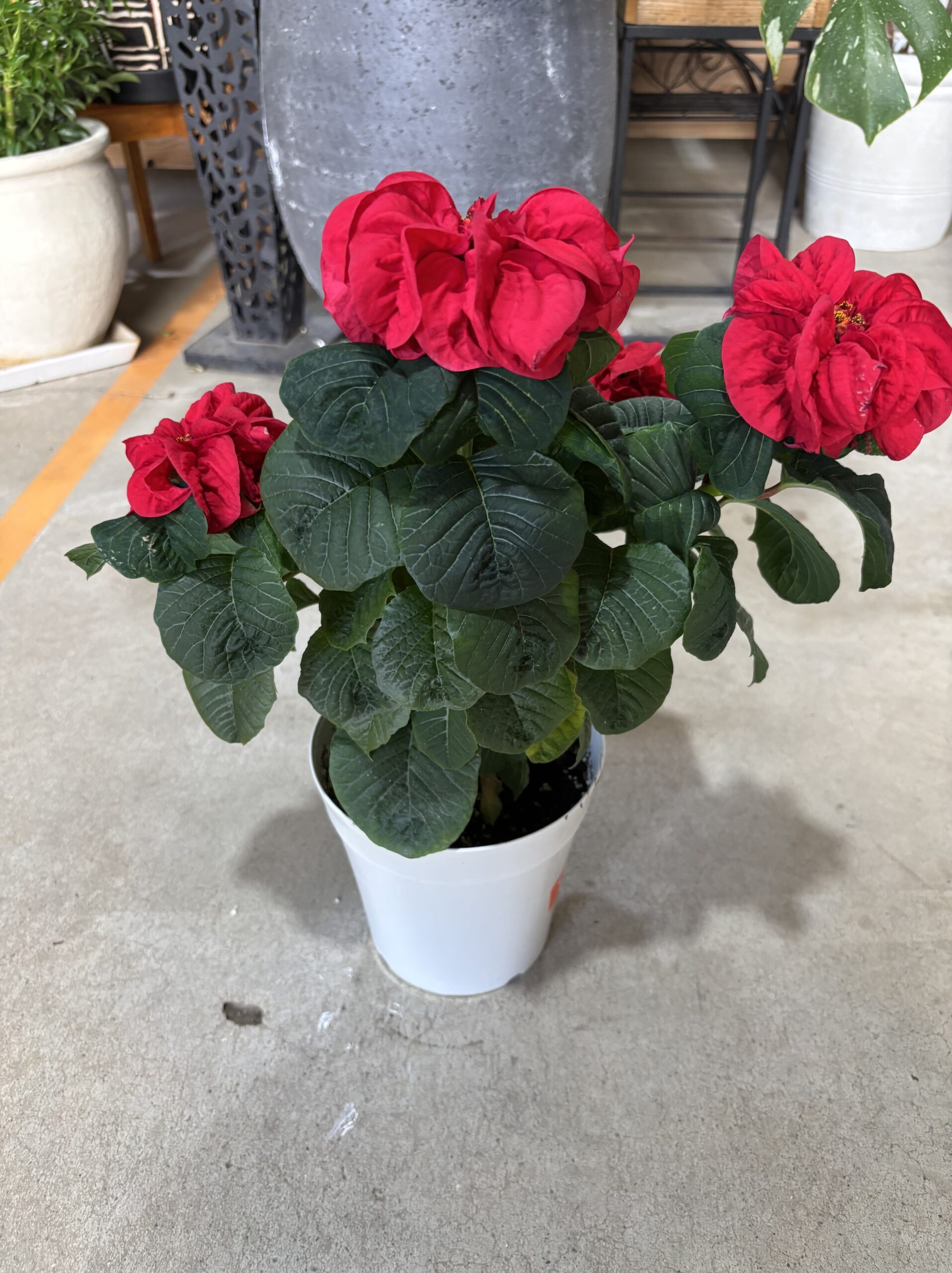 ポインセチア・ウィンターローズ　5号 - 画像 (5)