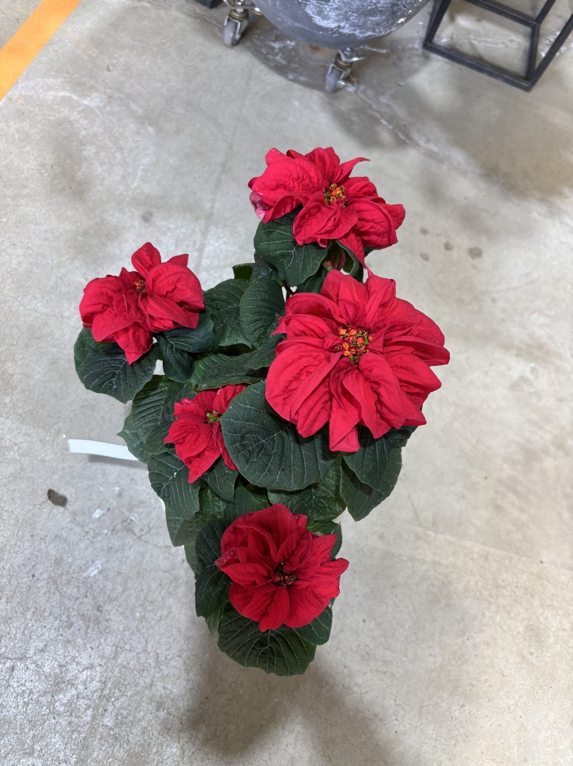 ポインセチア・ウィンターローズ　5号 - 画像 (6)