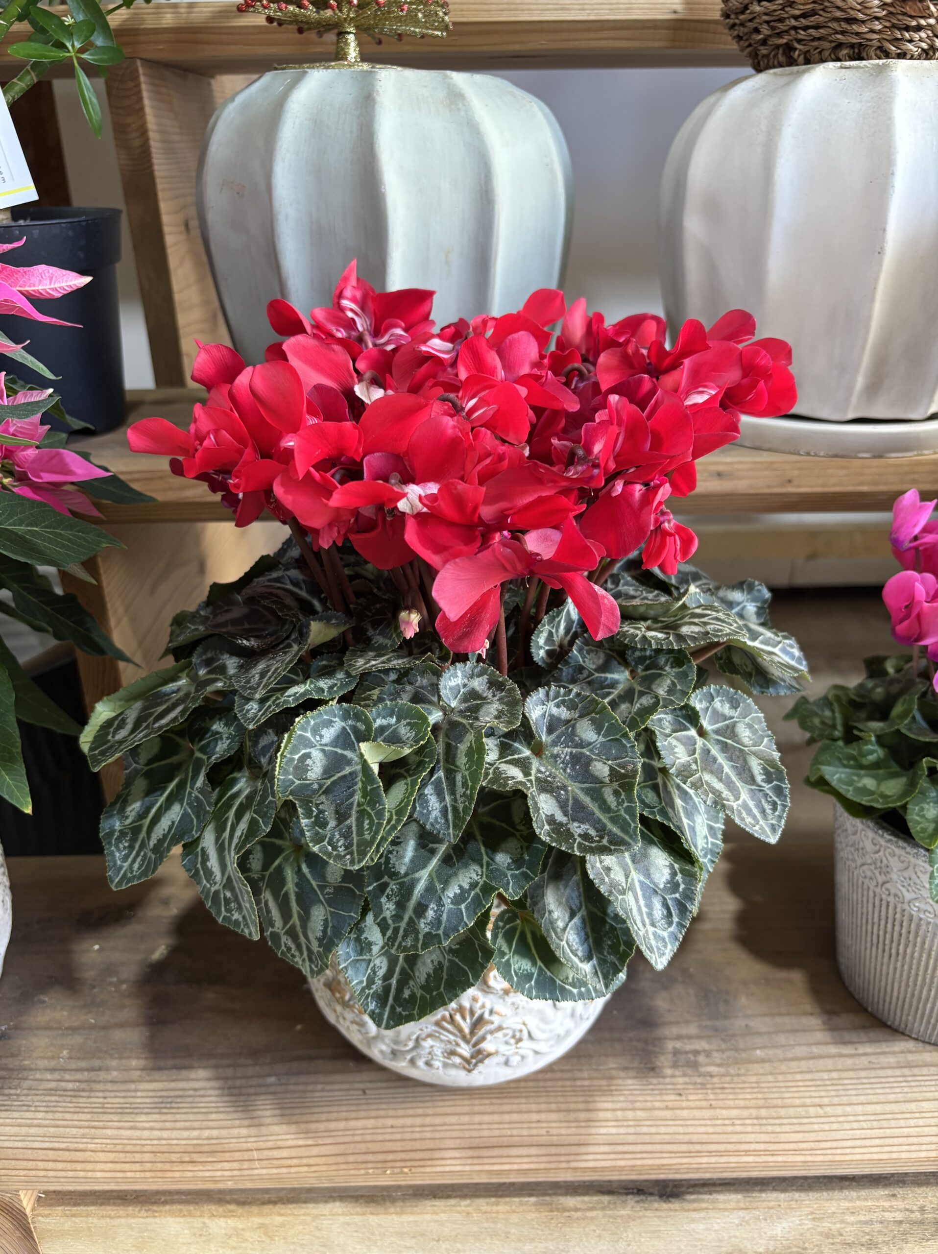 シクラメン・ジックス 5.5号