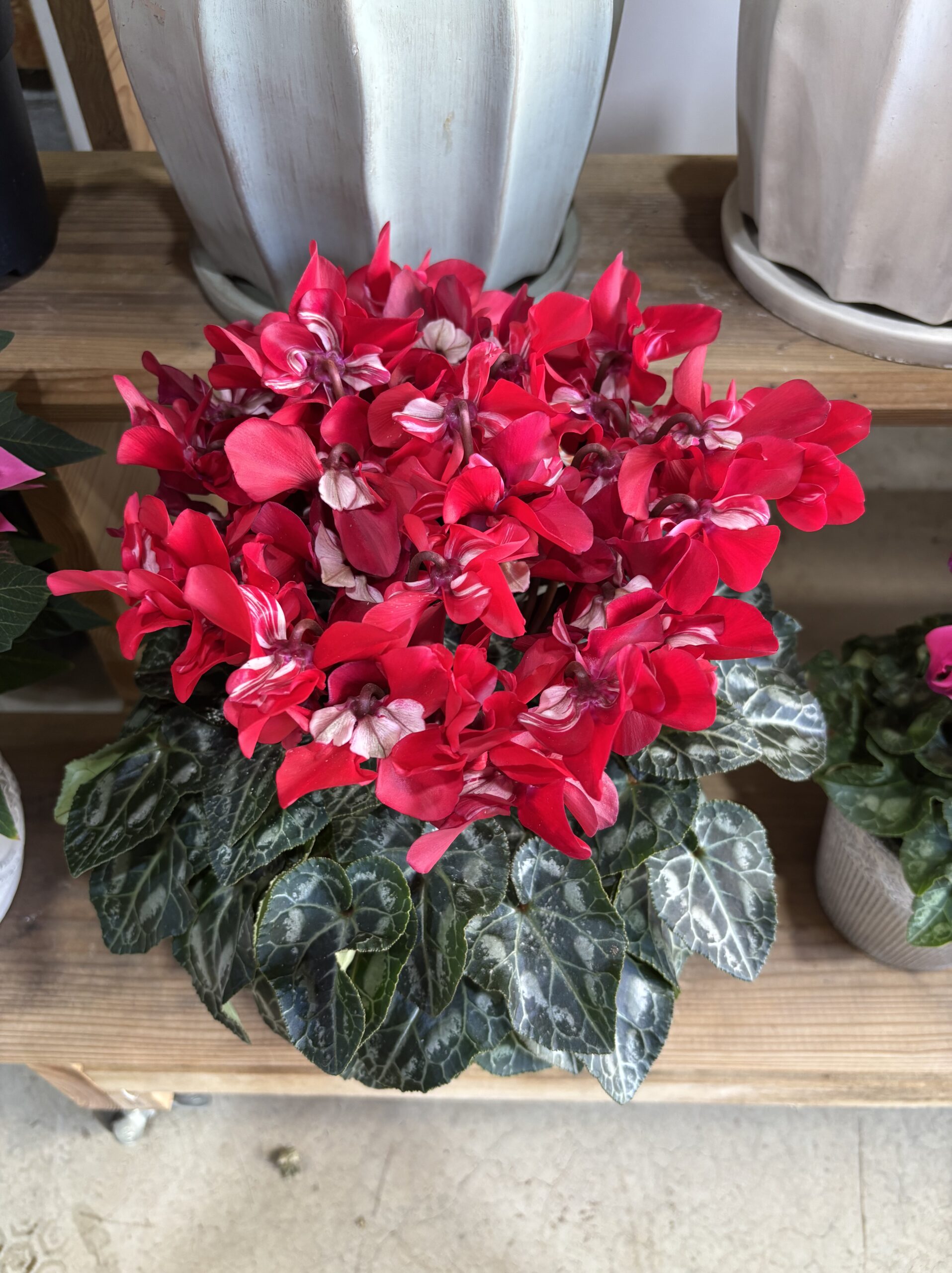 シクラメン・ジックス　5.5号 - 画像 (2)